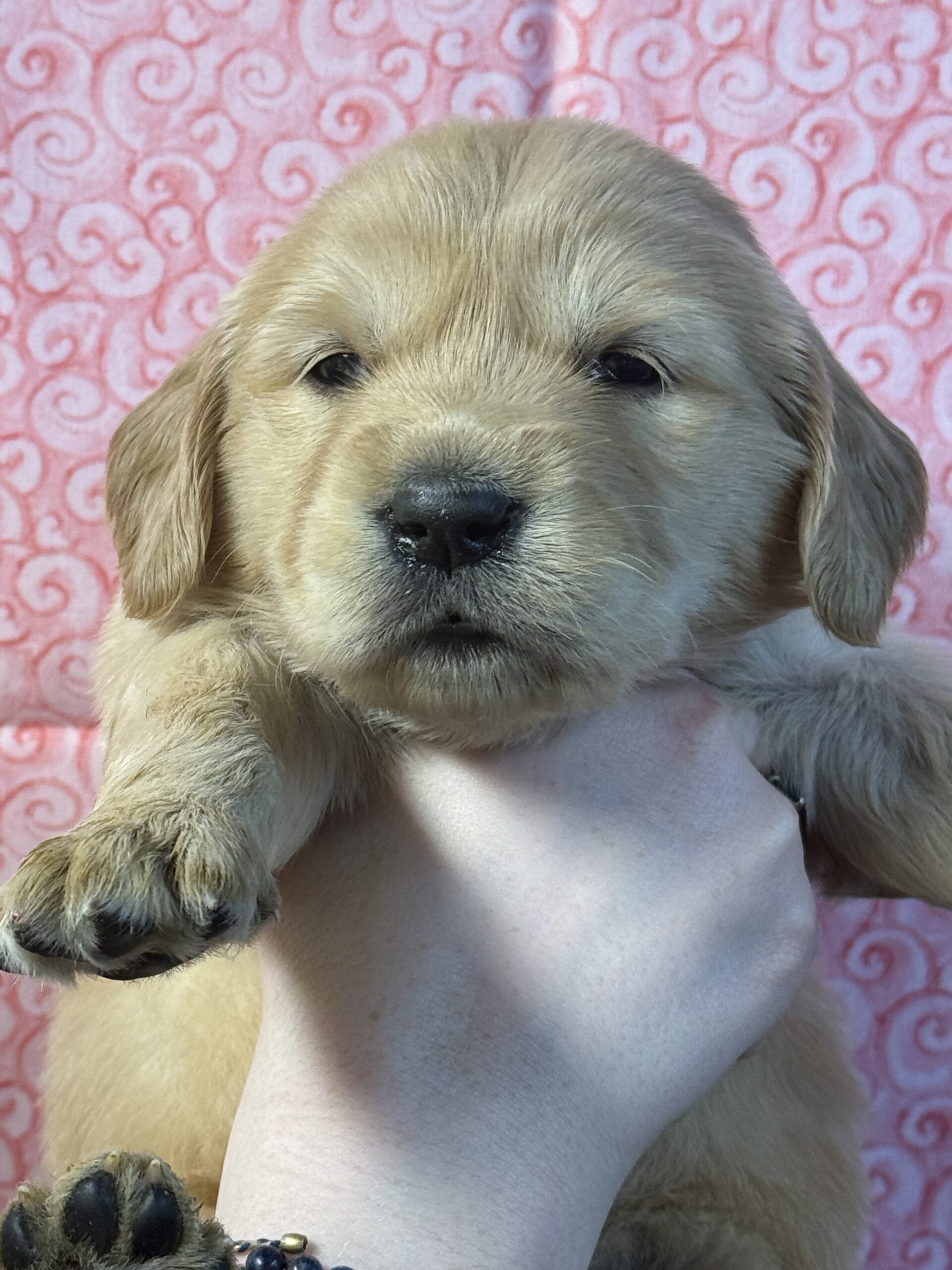 PINK RED YELLOW COLLAR