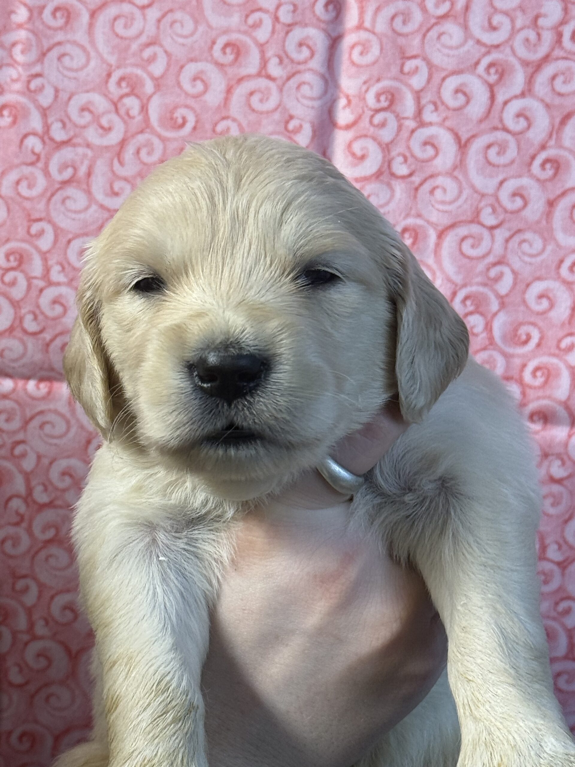 PINK COLLAR WITH WHITE DOTS