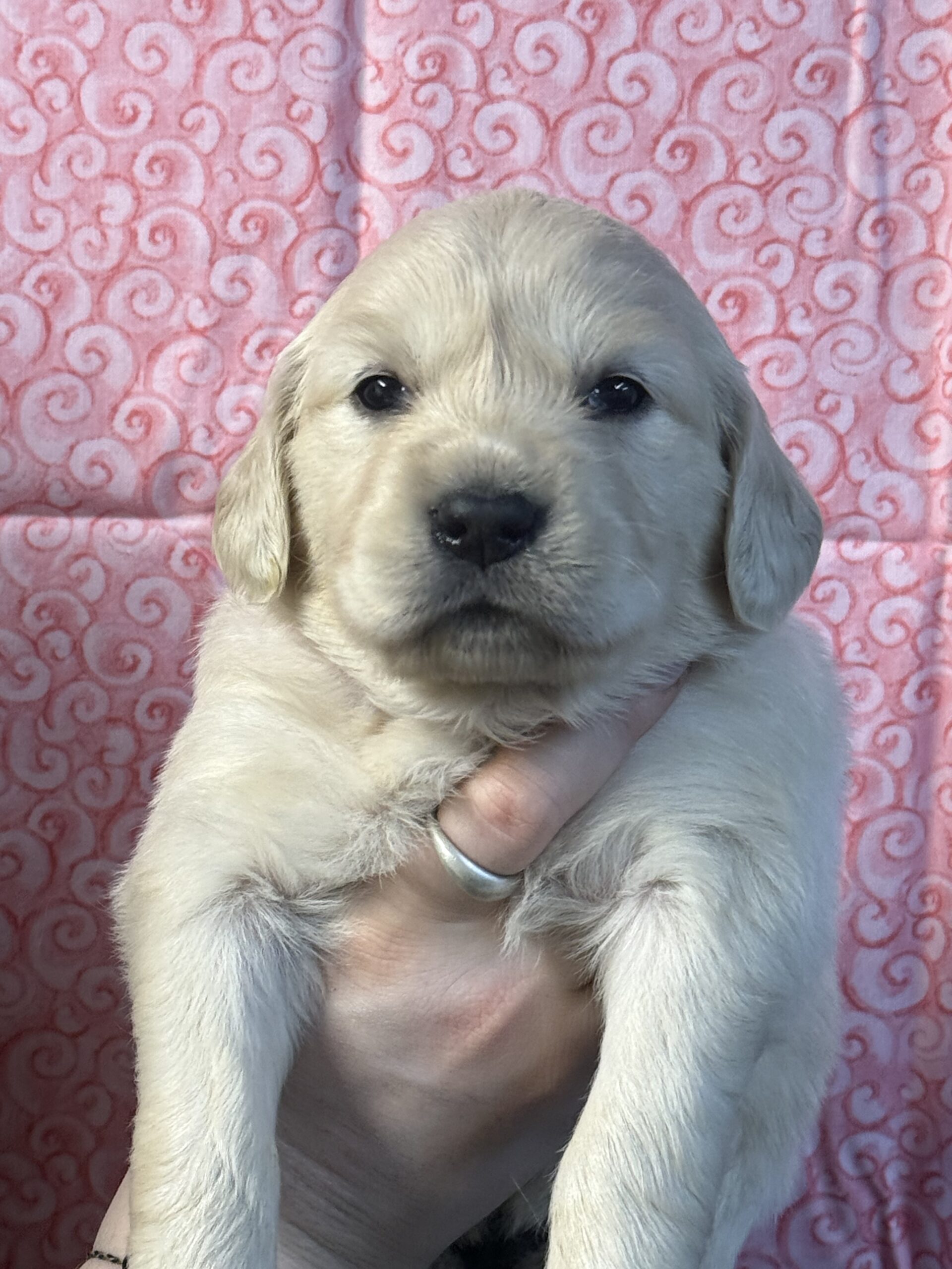PINK COLLAR – GRAY STITCHING