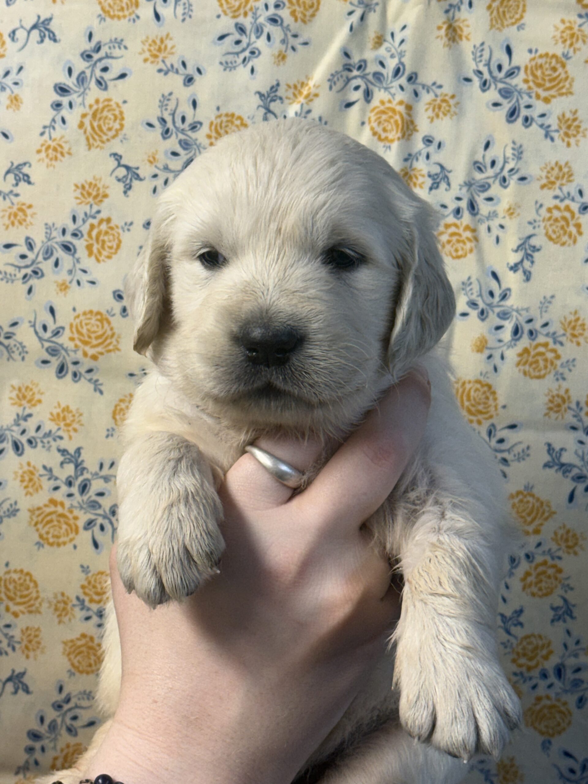 RED COLLAR WITH WHITE FLOWERS ON COLLAR