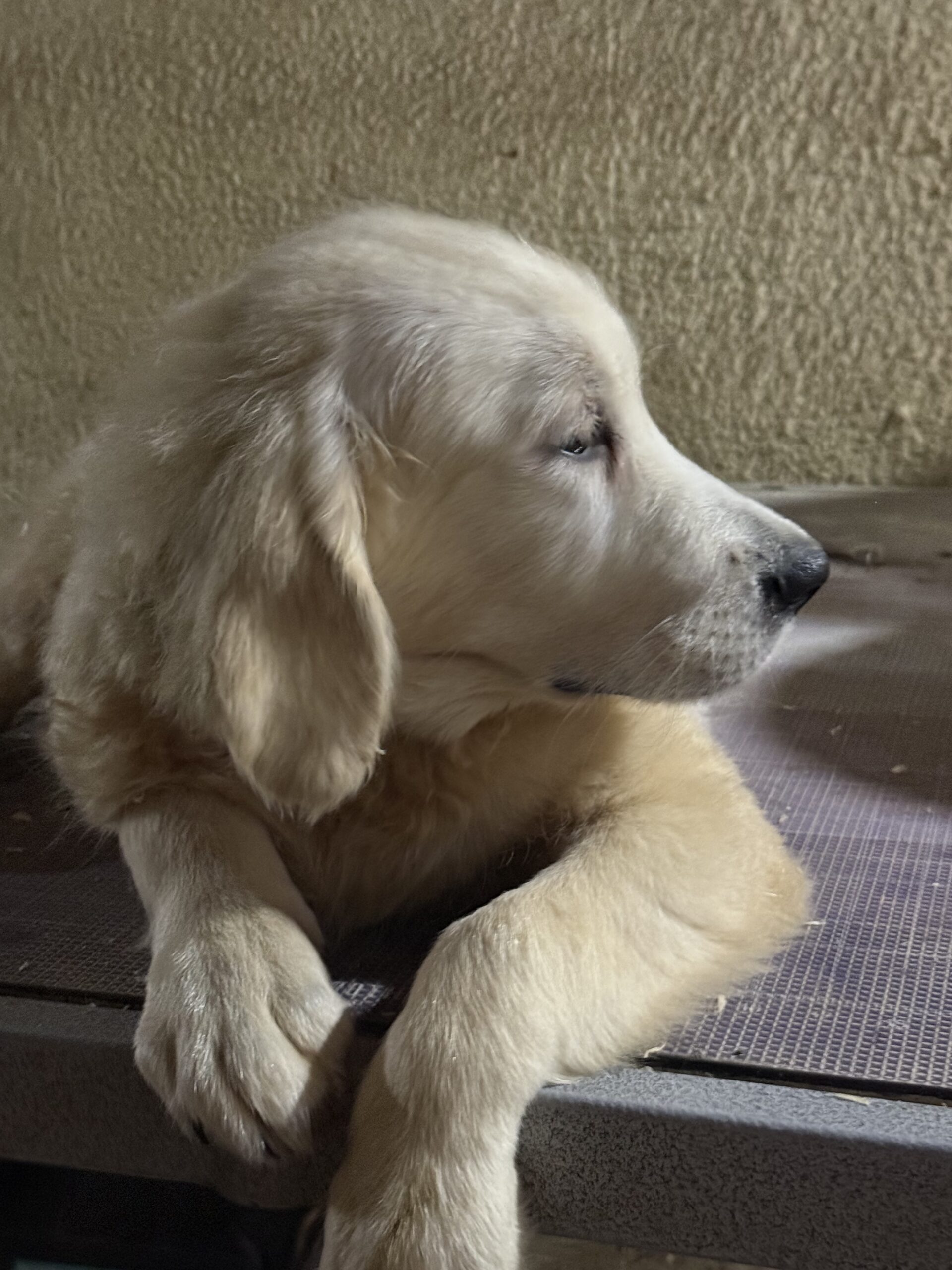 GRAY COLLAR–Purple collar with gray stripe/ blue collar