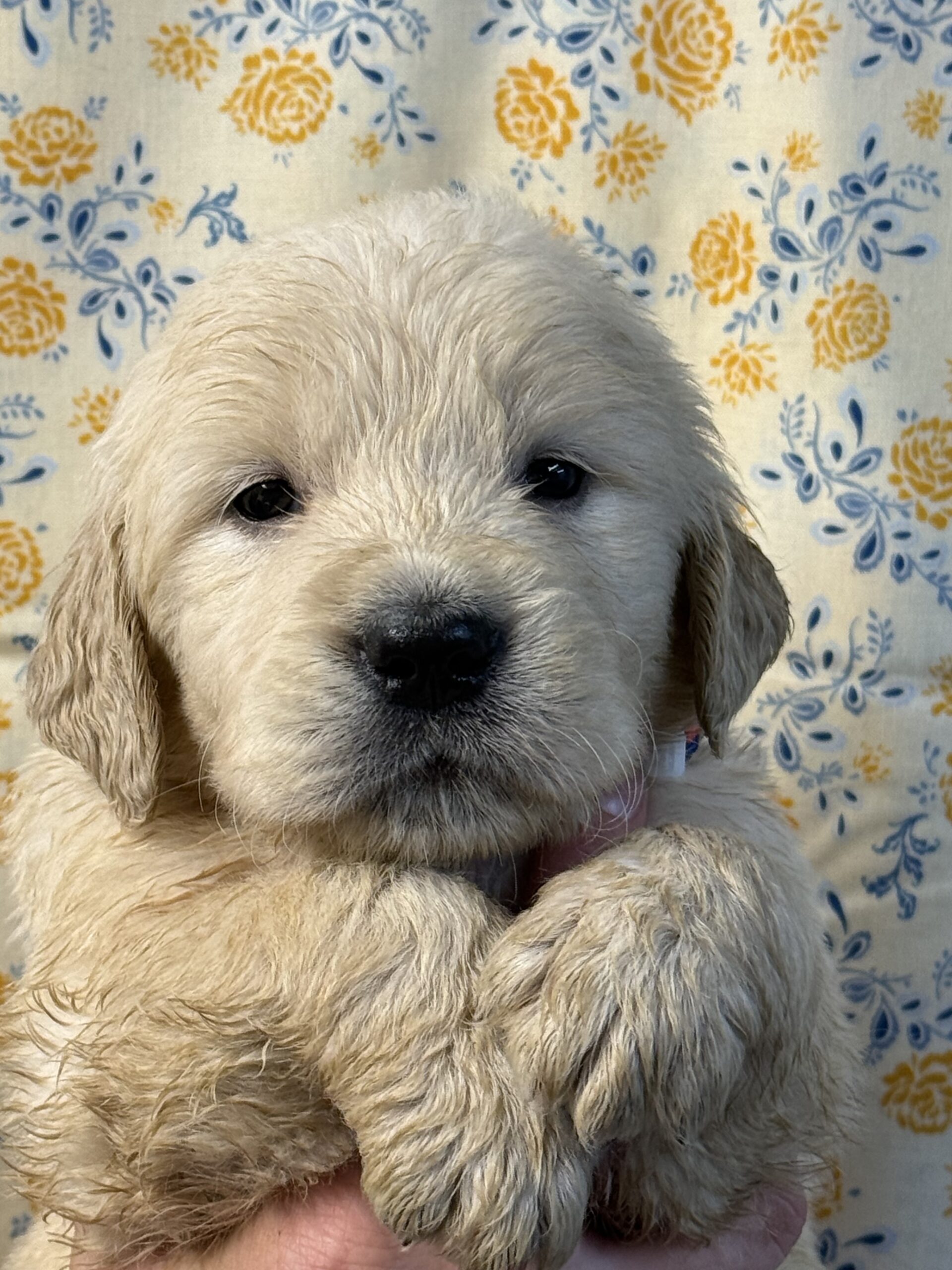 Light blue/blue/red collar
