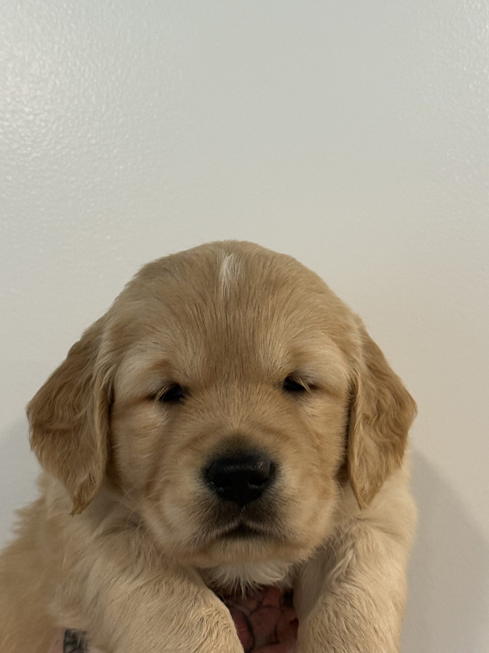 Orange collar