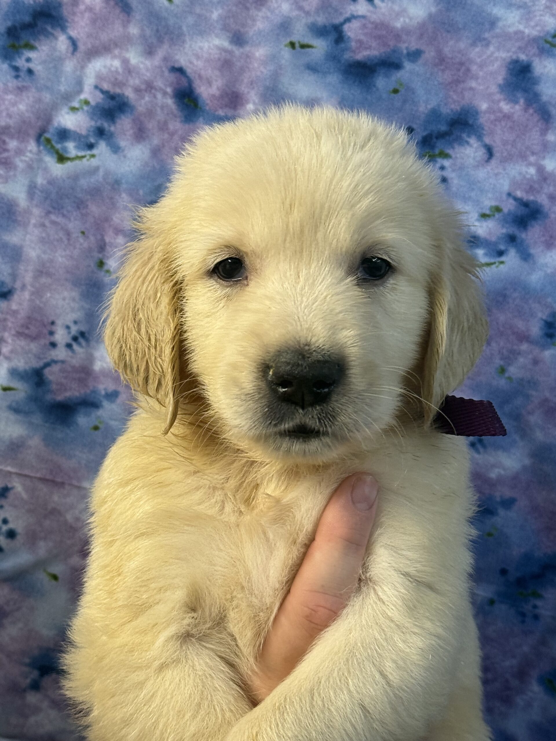 Purple collar