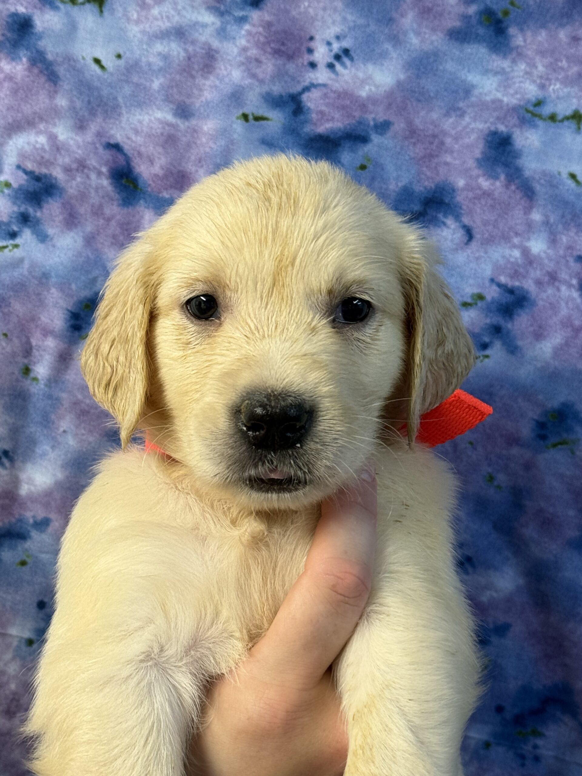 Orange collar
