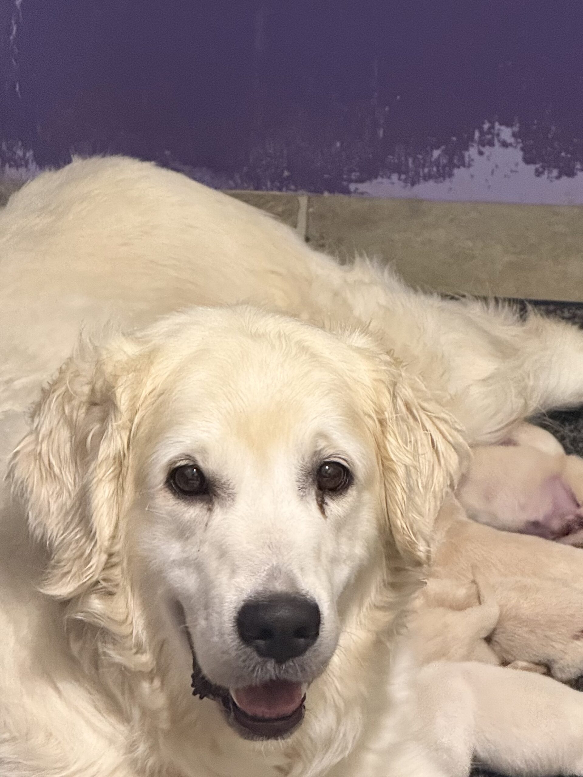 DAPHNE AND LEO  – $1,000.00 Off Per Pup – Summer Sizzling Price Reduction Event – Call 207-951-0969