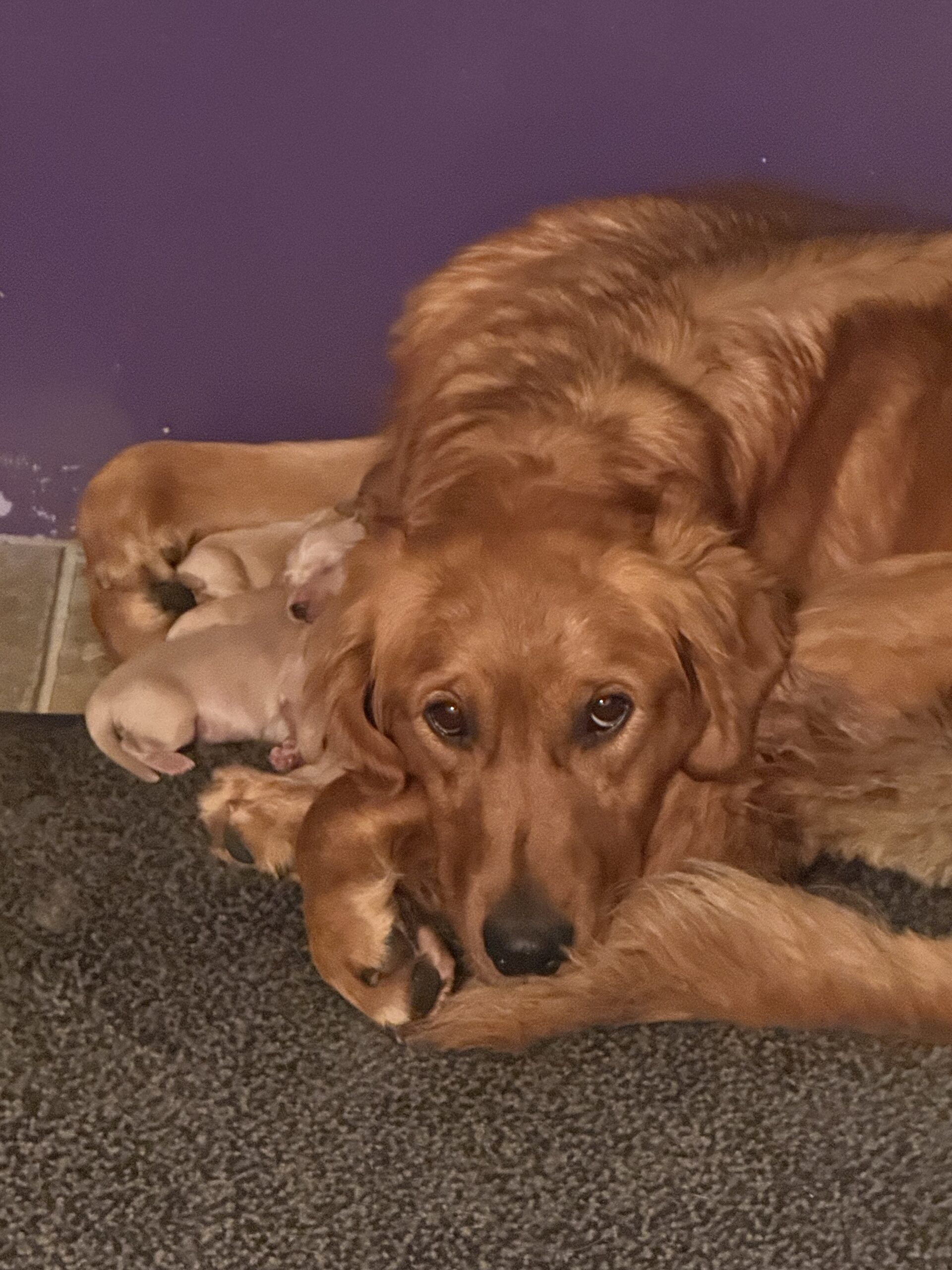 ZELDA AND LEO – $1,000.00 Off Per Pup – Summer Sizzling Price Reduction Event – Call 207 -951-0969