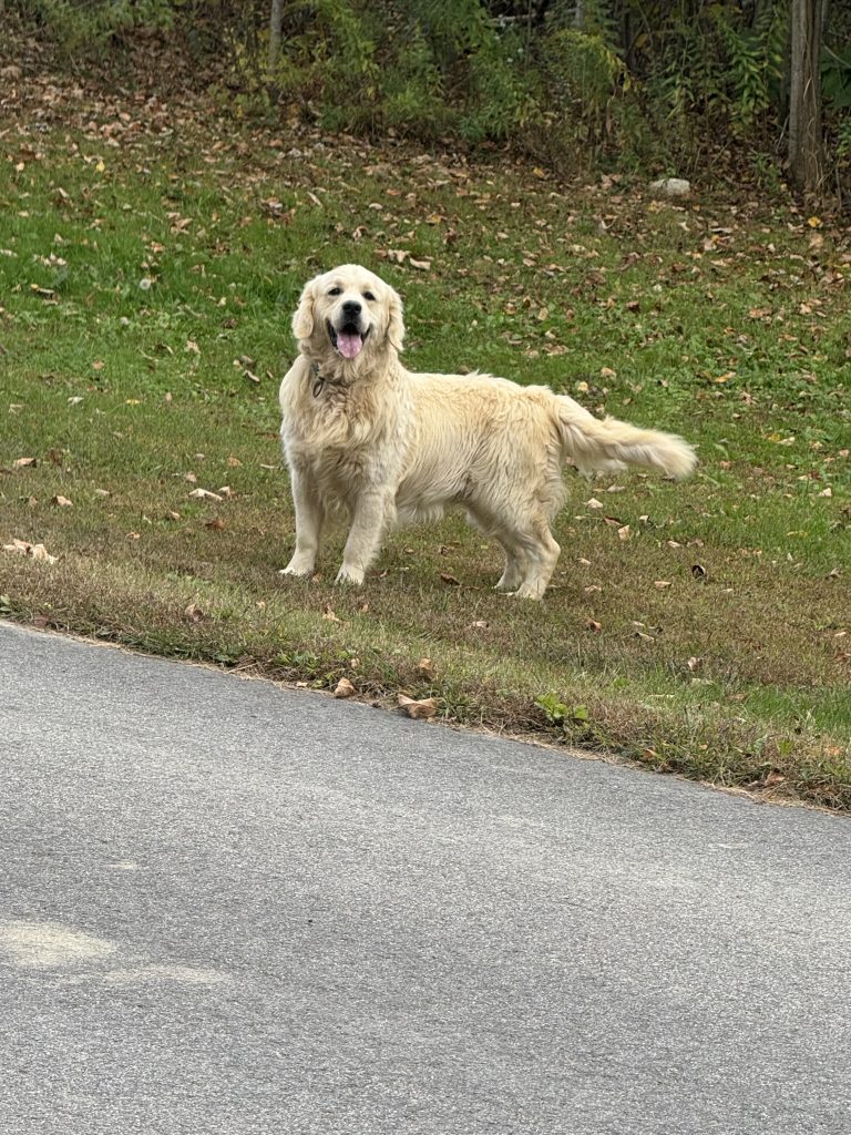 Kingston