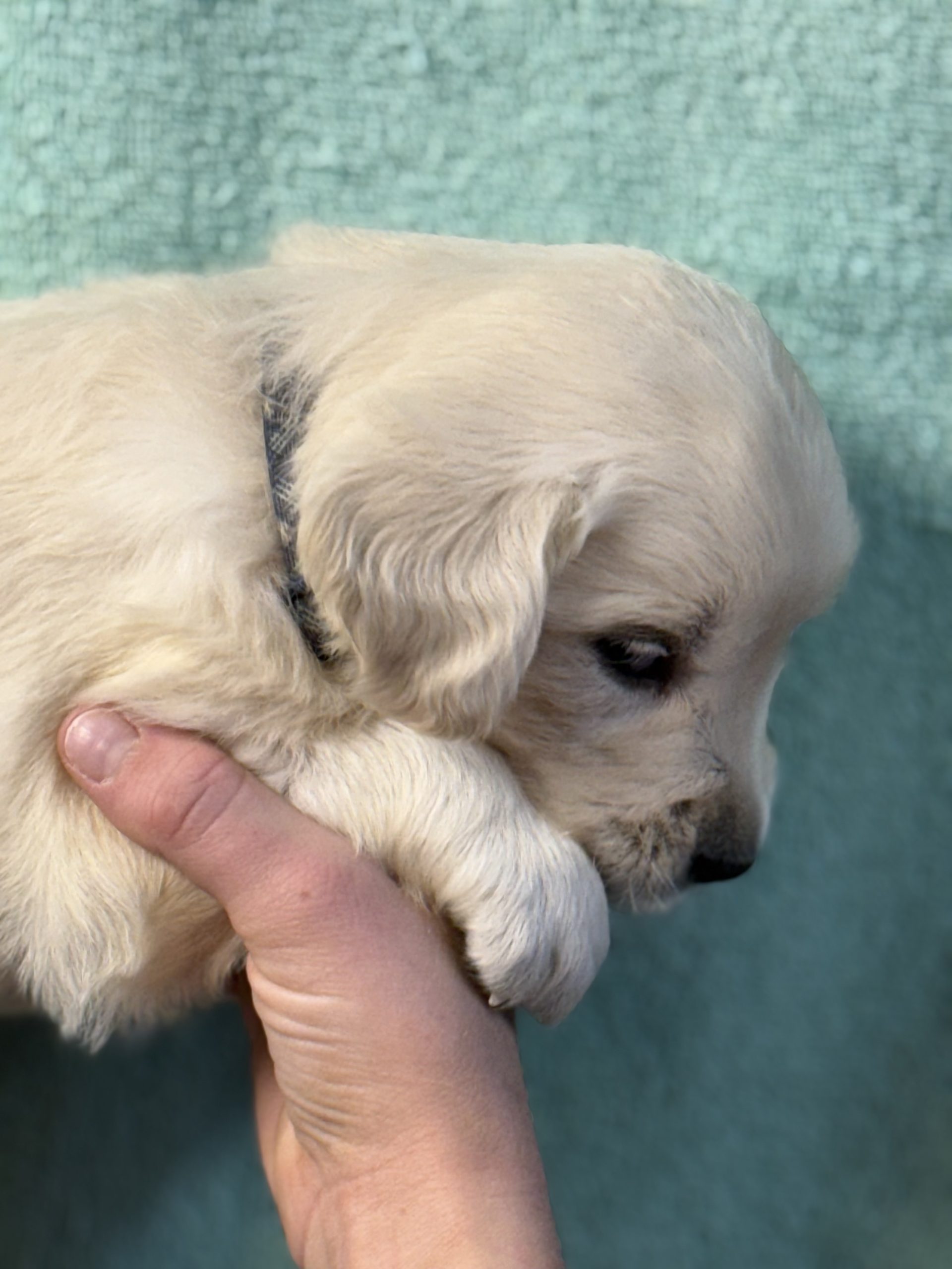 Blue Plaid Collar - Goldenridge Kennels