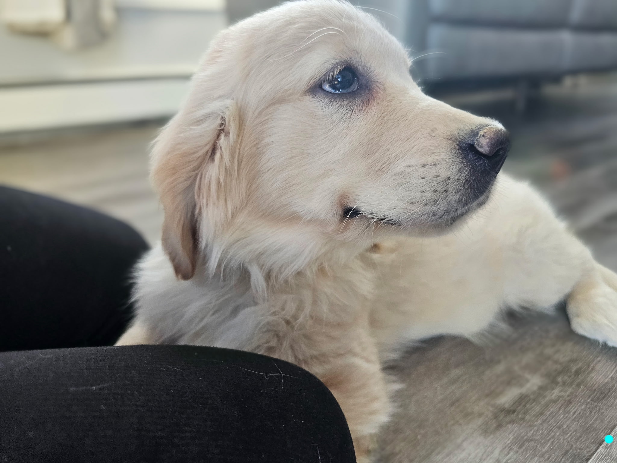 Blue Collar with Daisy's/Blue - Goldenridge Kennels