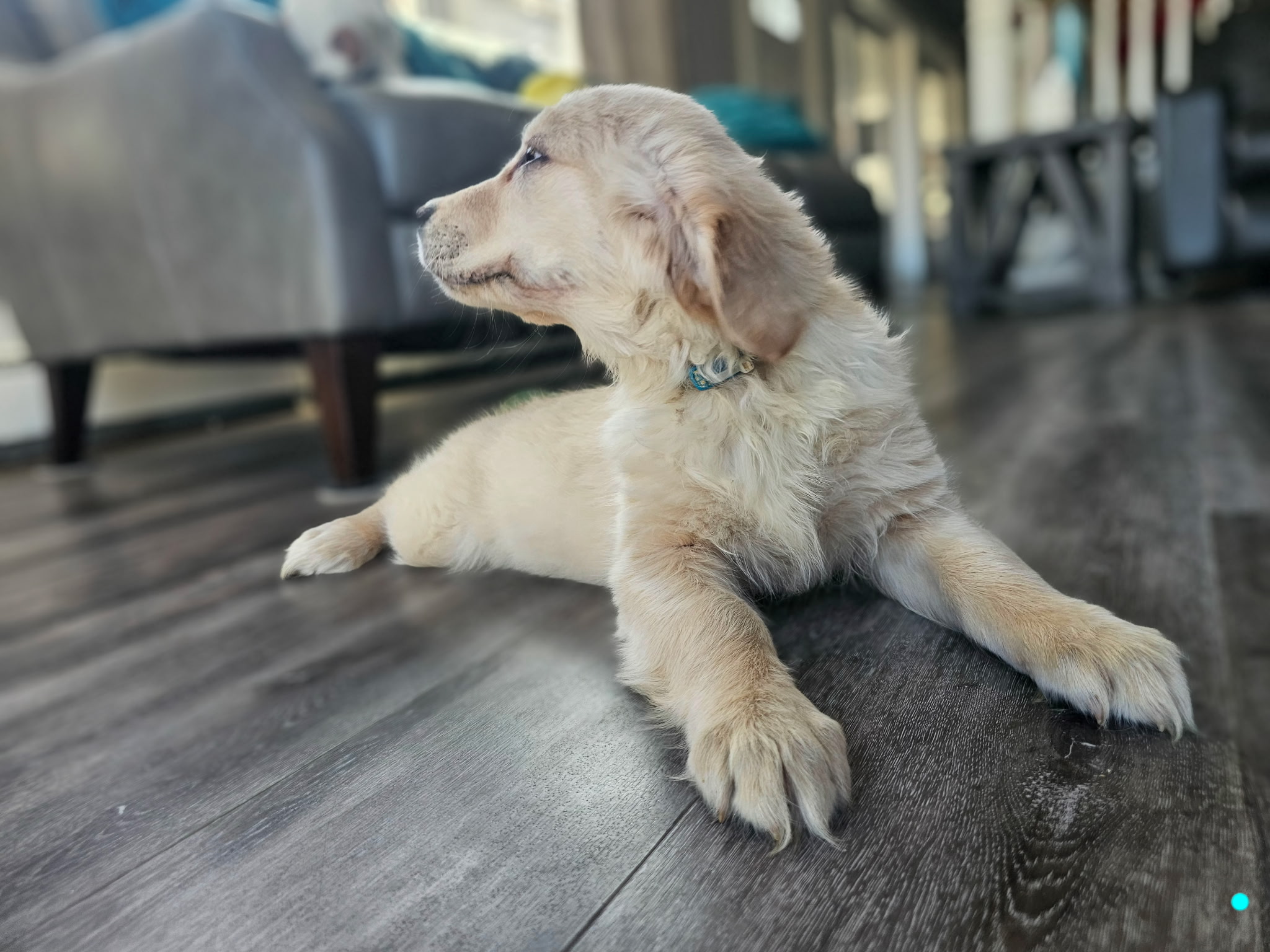 Blue Collar with Daisy's/Blue - Goldenridge Kennels