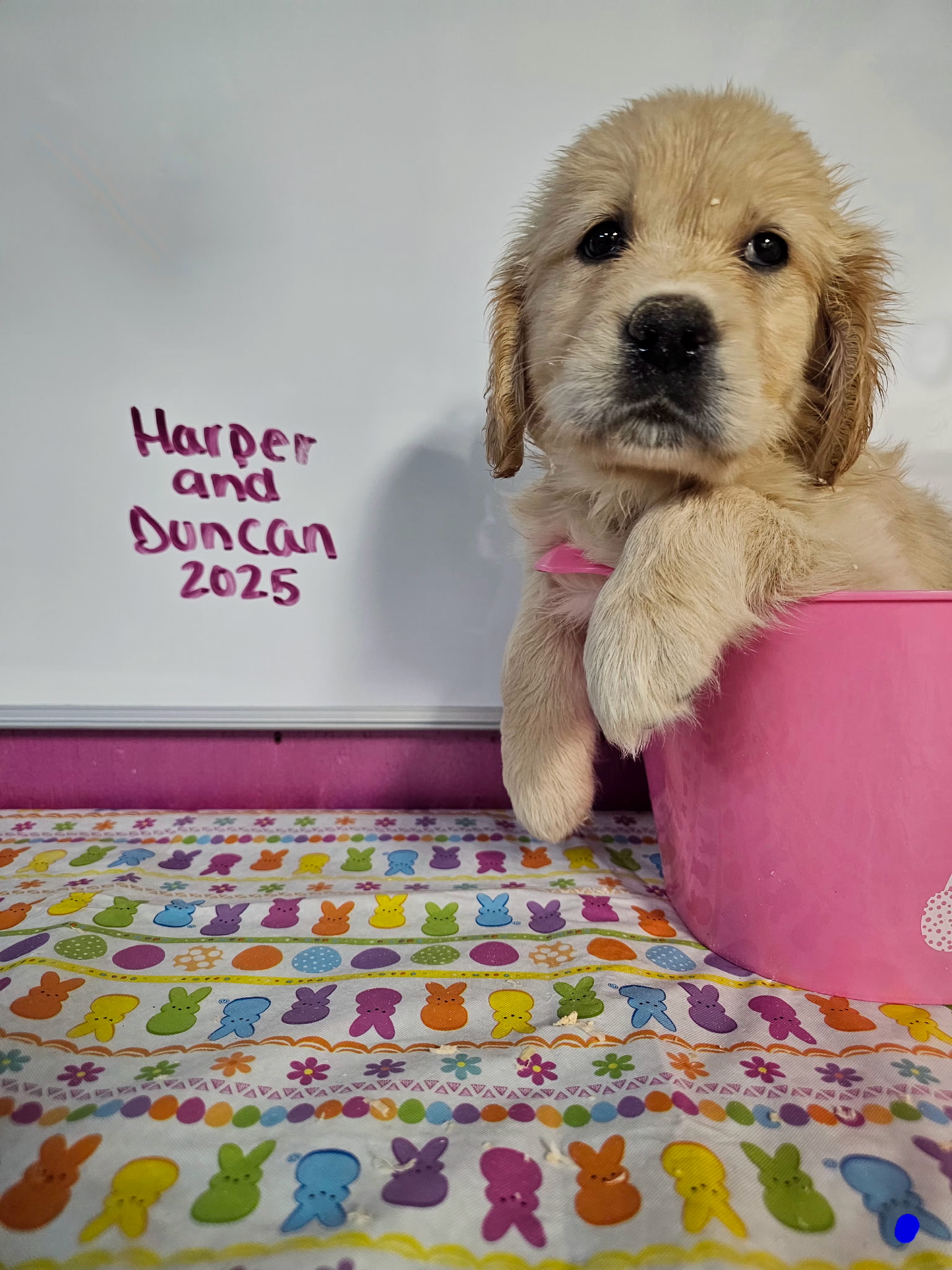 Blue Collar with Daisy's/Blue - Goldenridge Kennels