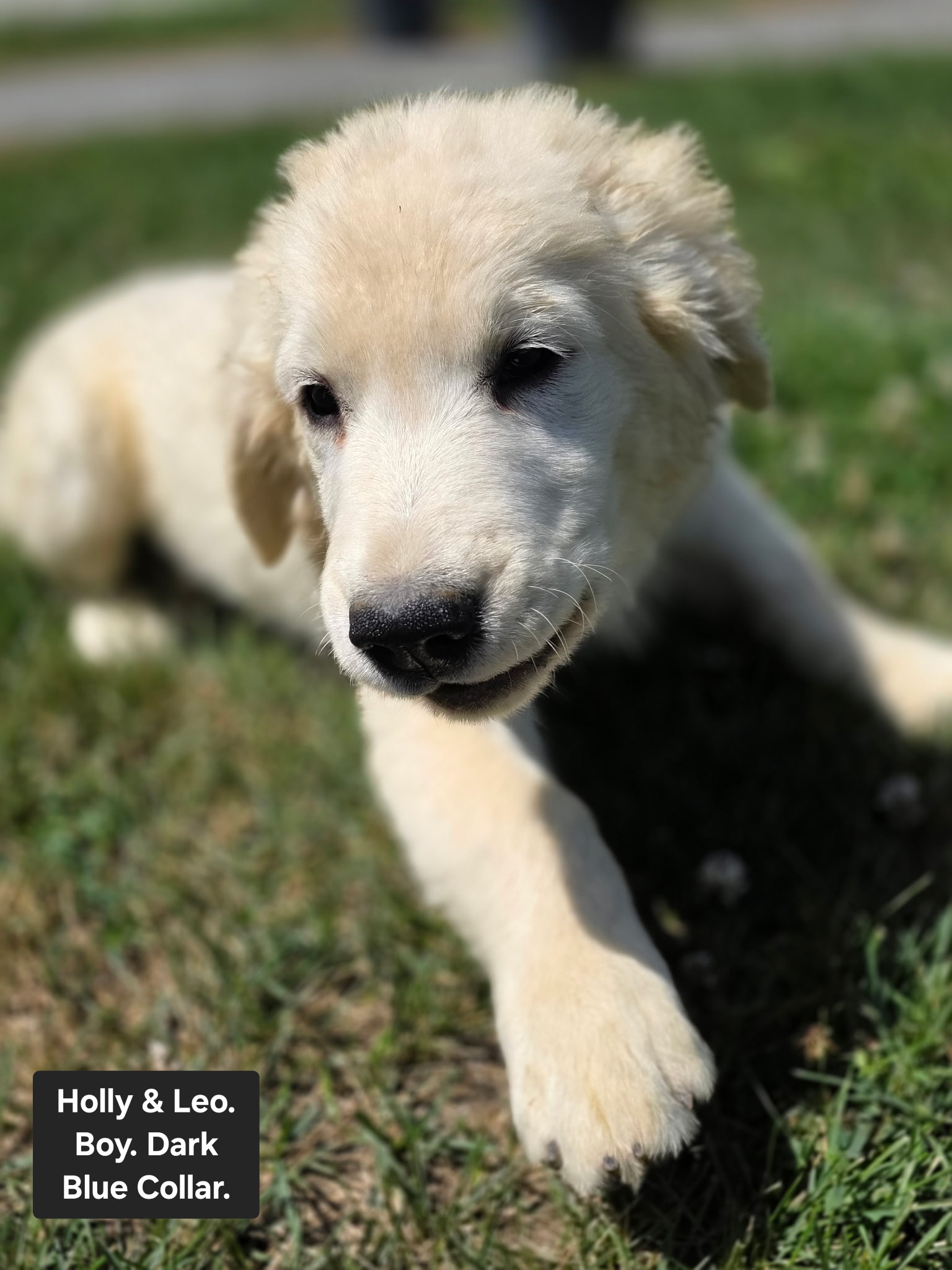 Dark Blue Collar - Goldenridge Kennels