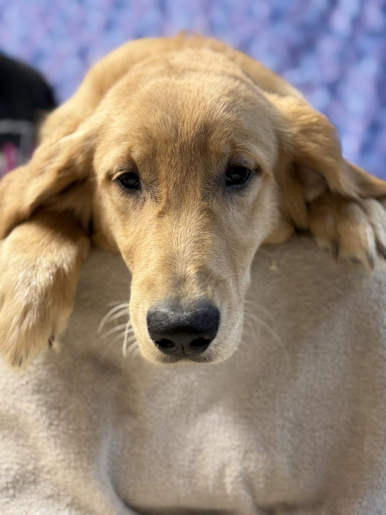 Yellow/BLUE - BLACK - WHITE - Goldenridge Kennels