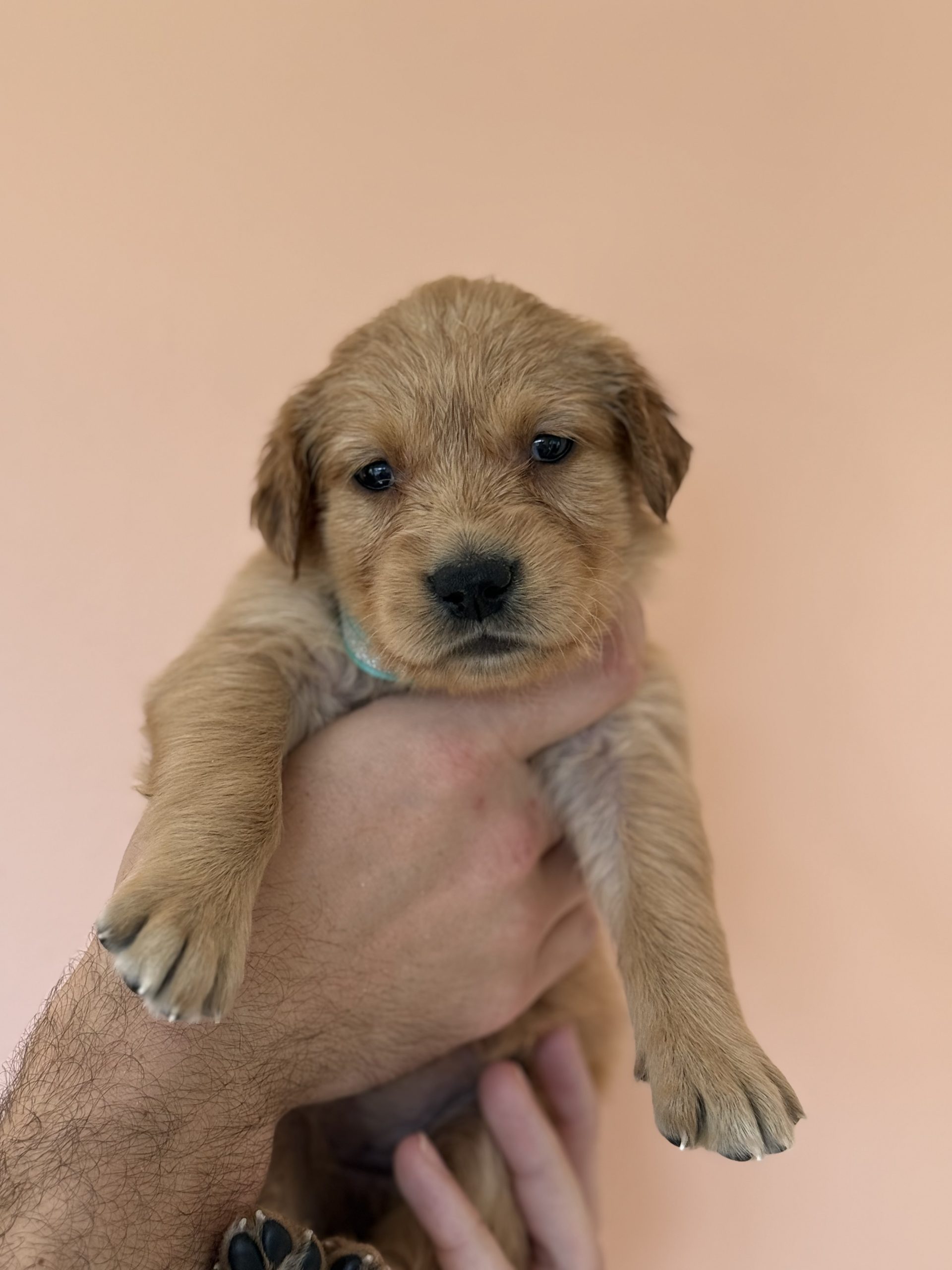 Blue collar - Goldenridge Kennels
